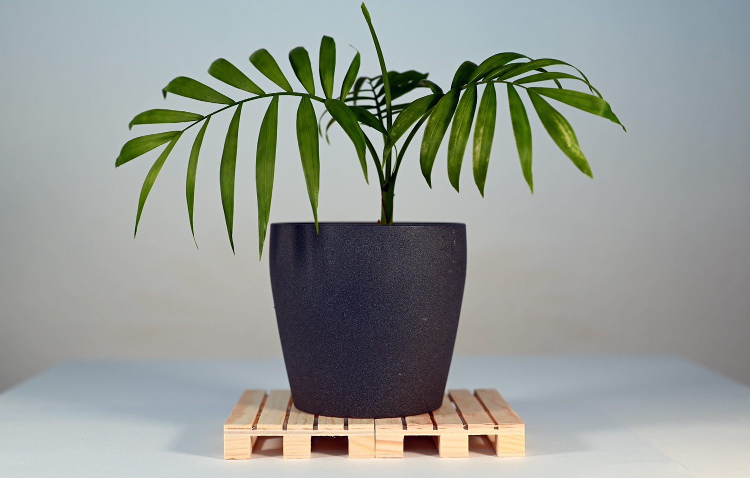 Bild einer kleinen Pflanze auf Miniatur-Holzpaletten